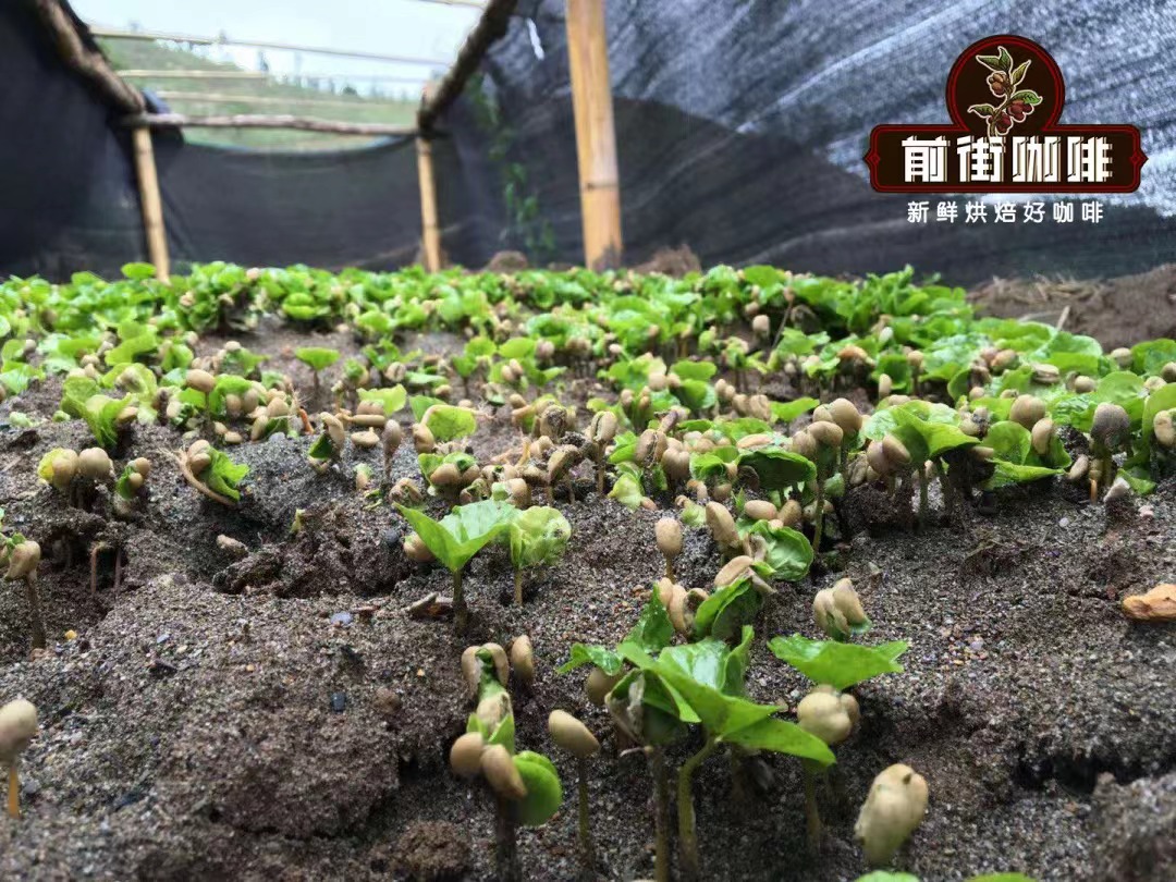 雲南小粒咖啡豆品種風味口感特點 雲南咖啡豆產區種植歷史故事