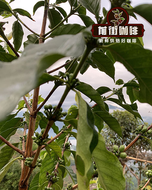 雲南咖啡豆有什麼特點 雲南小粒咖啡的價位  雲南保山咖啡推薦