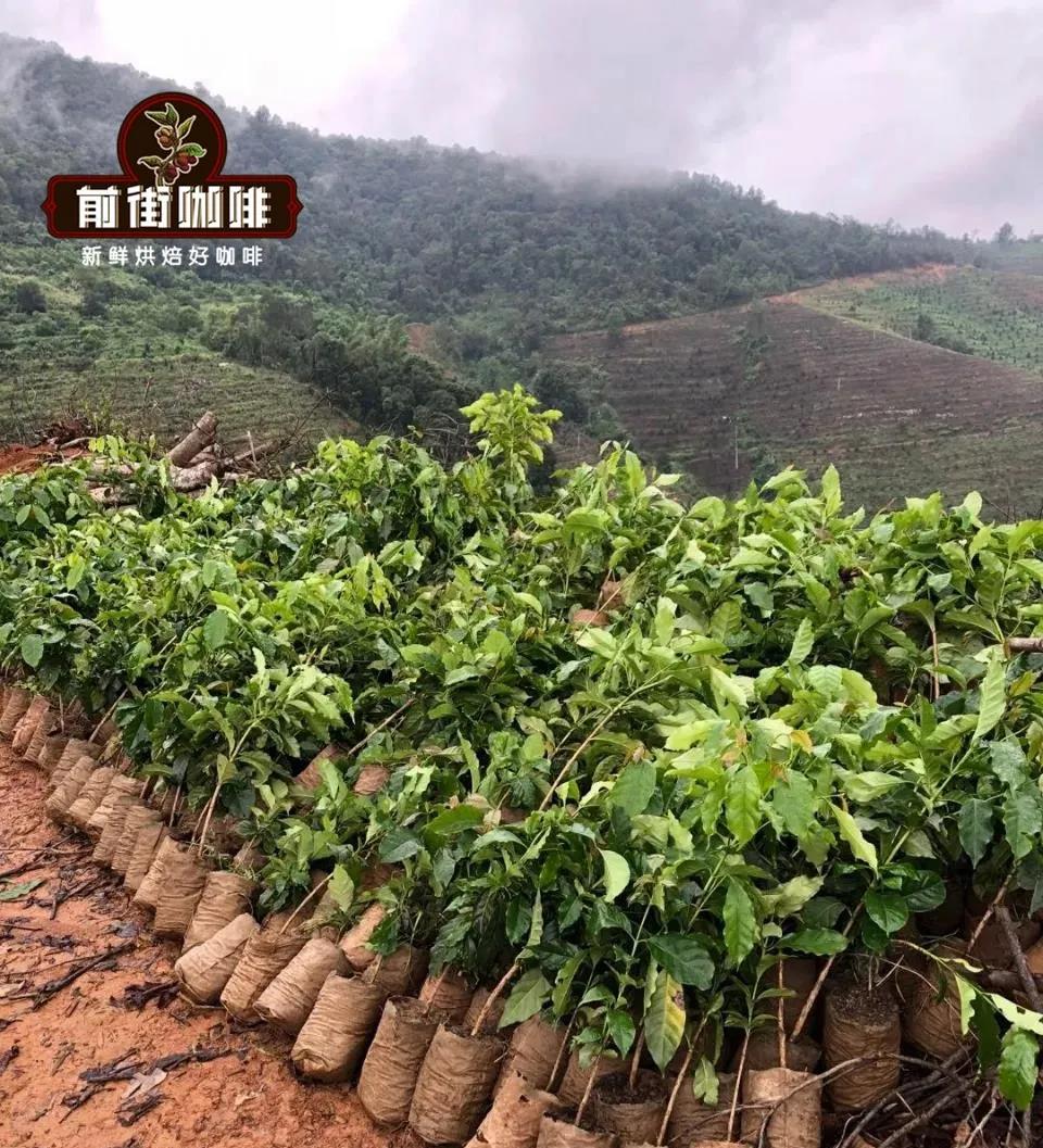 雲南的咖啡豆可以做意式咖啡嗎 雲南瑰夏咖啡豆風味特點