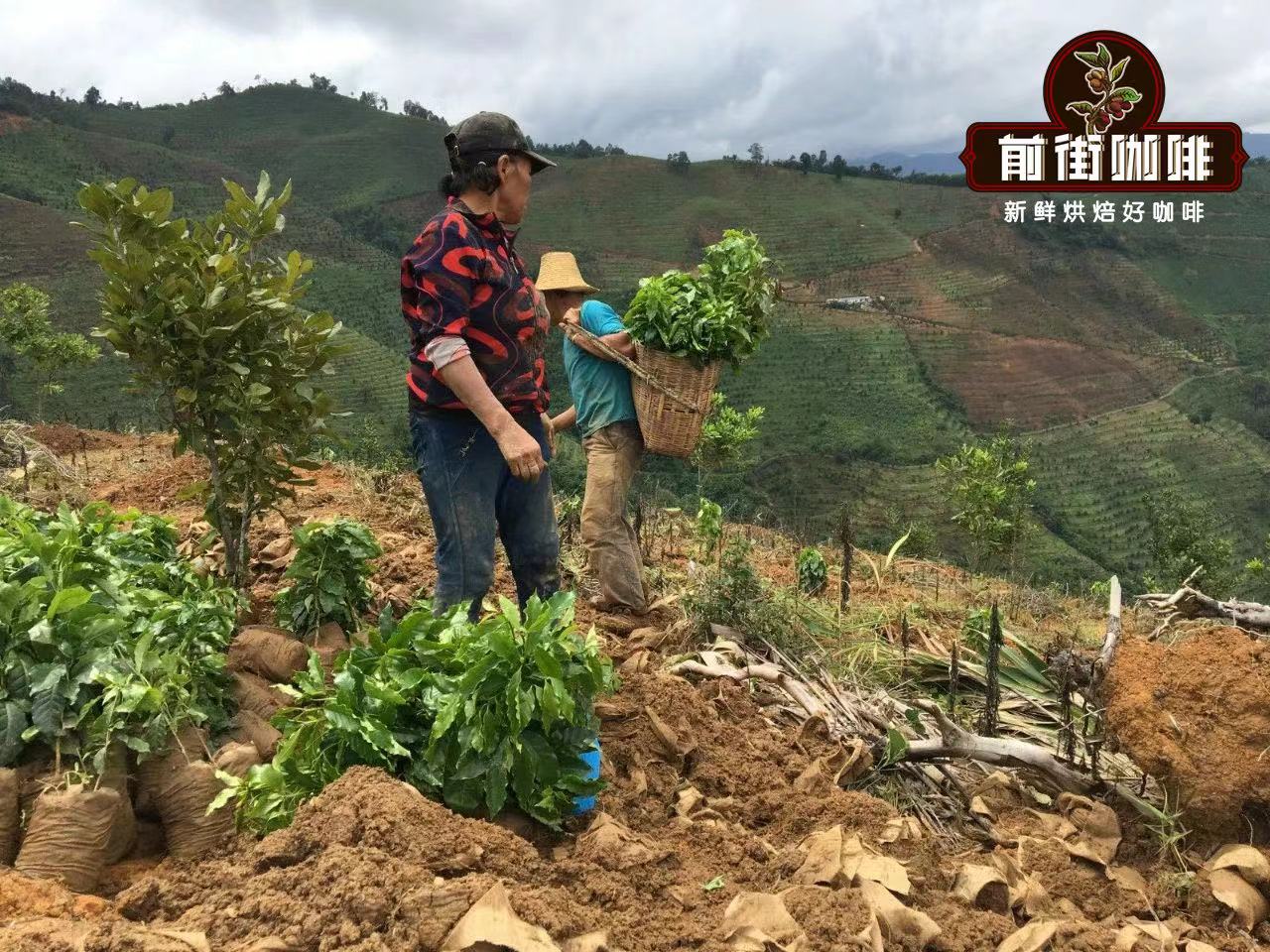 咖啡豆的生長環境是怎樣的？要達到怎樣的條件才能種植咖啡豆？