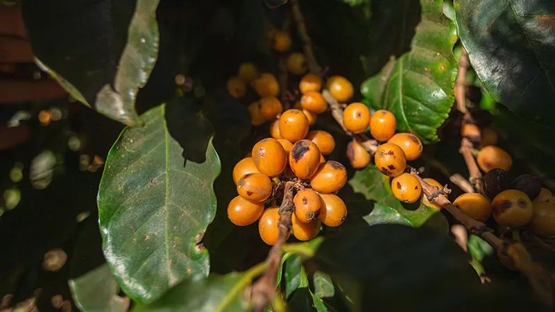 巴西黃波旁咖啡風味均衡口感特點 巴西咖啡故事怎麼衝、烘焙好喝