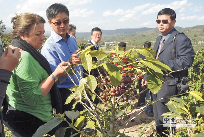 臺灣咖啡量少質精 陸普洱咖啡價廉