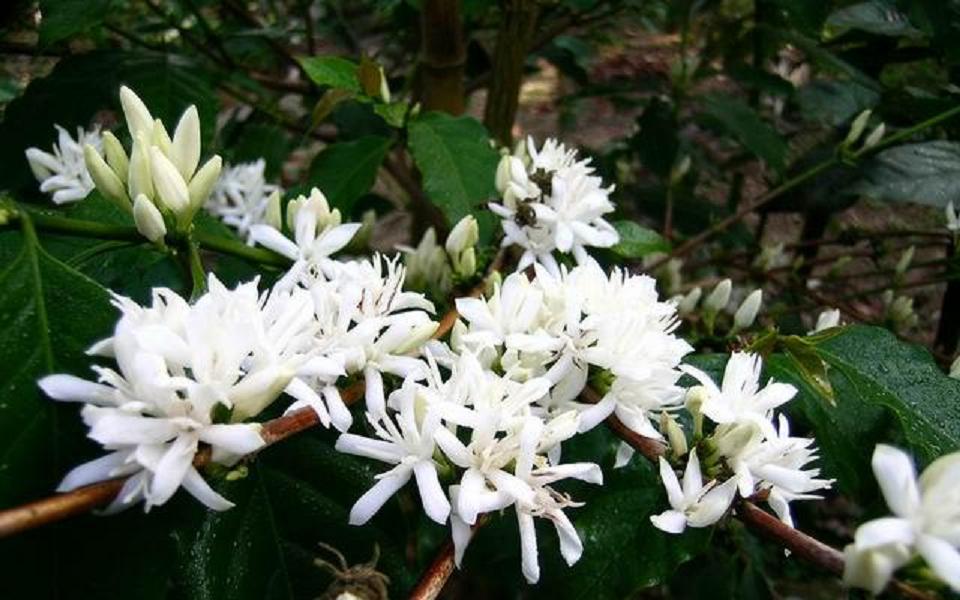 咖啡入門學基礎知識點：咖啡花coffee blossoms