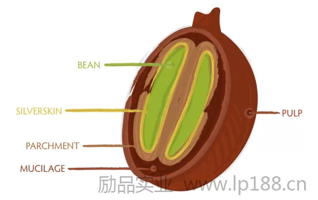 咖啡知識點：咖啡果實的解剖及蜜處理的等級介紹