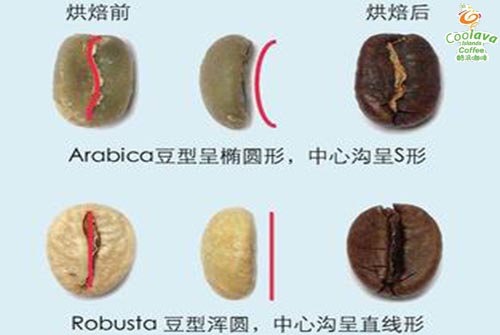 精品咖啡豆：阿拉比卡的詳情介紹及其與羅布斯塔的區別