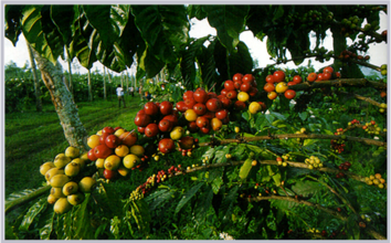 世界咖啡莊園：Finca Loma La Gloria拉格洛麗.莊園介紹