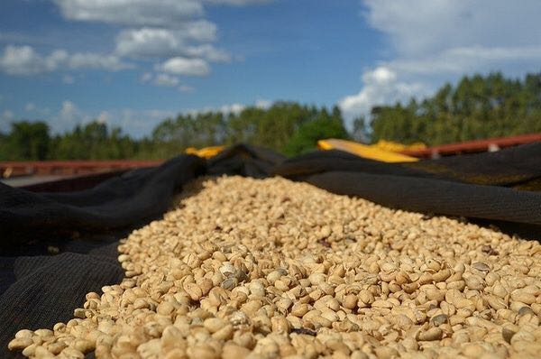 咖啡生豆的處理方法：日曬法、半日曬法、水洗法及蜜處理法的解析