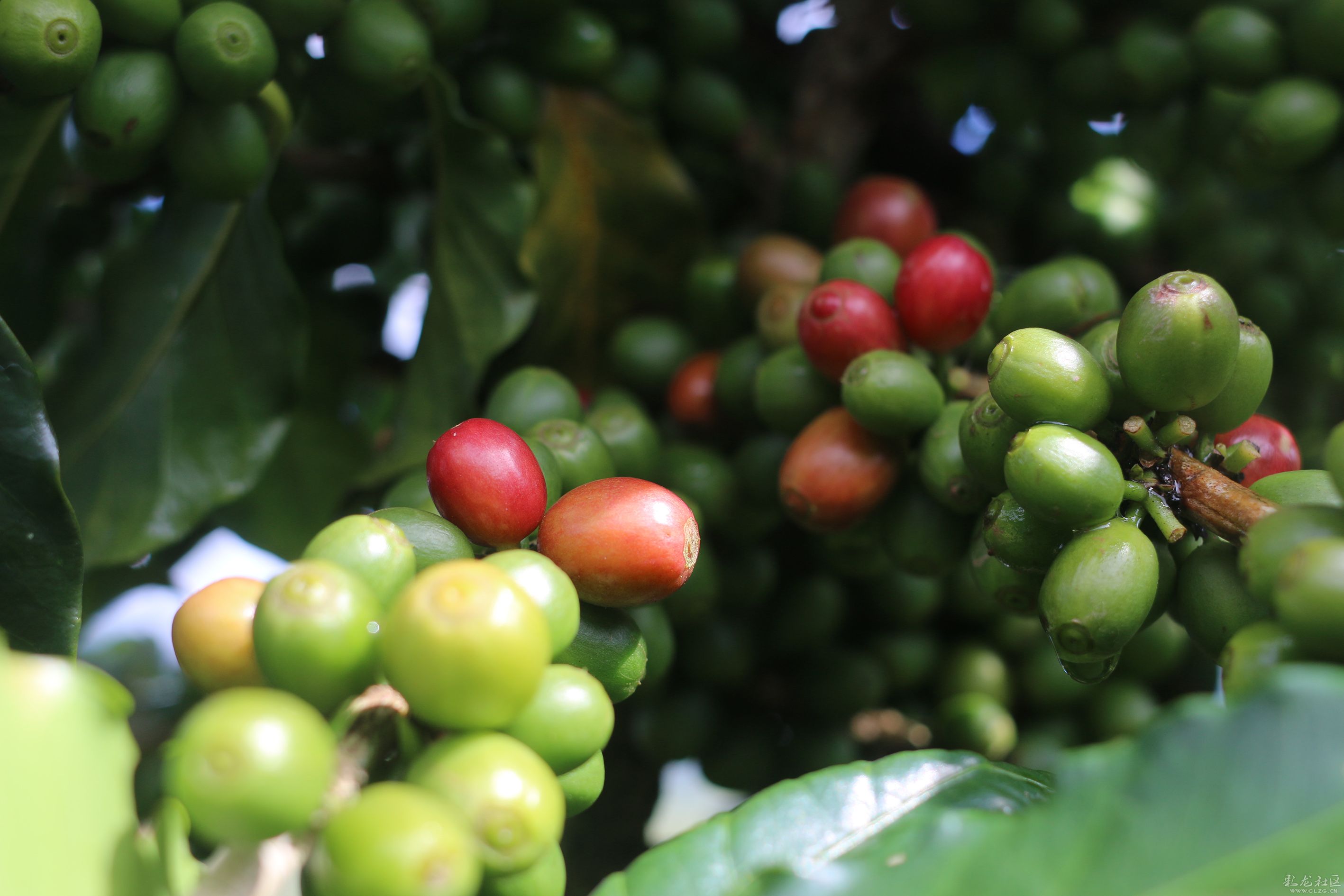 鐵畢卡(Typica)帝比卡 蒂皮卡 鐵皮卡  咖啡品種鐵畢卡介紹、簡介