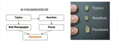 精品咖啡帕卡瑪拉種