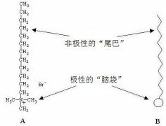 咖啡拉花中的流體力學