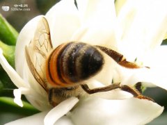 咖啡產地祕魯