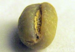 牙買加藍山園豆生豆Mavis bank Peaberry