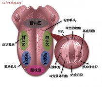 品嚐咖啡感官訓練基礎知識