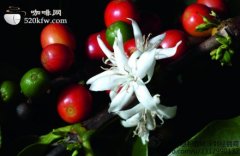 世界精品咖啡產地 哥倫比亞咖啡豆