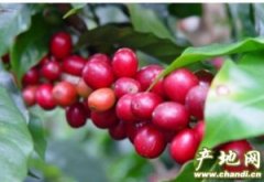 精品咖啡生產地 美洲巴西咖啡豆