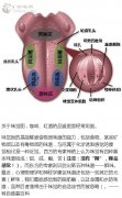 味覺圖，咖啡、紅酒的品鑑裏面經常用到