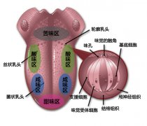 精品咖啡學 分享一張漂亮的味覺圖