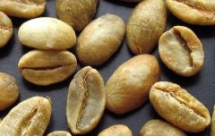 精品咖啡基礎常識 知名咖啡生豆介紹