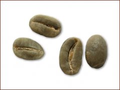 精品咖啡豆推薦 特比卡咖啡豆圖片（Typica）