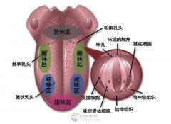 咖啡常識 知道哪裏是品嚐咖啡苦味的嗎？