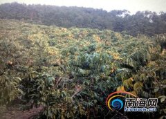 白沙30多萬斤咖啡豆無人買成燙手山芋 咖啡農苦尋買家