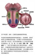 品嚐咖啡感官訓練基礎知識 舌頭味覺區域分佈圖