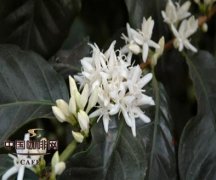 咖啡開花的時間 咖啡香味是培育出來的