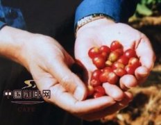 精品咖啡文化 紅咖啡與青咖啡的故事