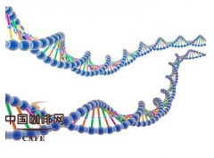 喝咖啡的好處 研究表明咖啡能夠影響肌肉中的DNA