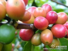 精品咖啡文化基礎常識 古老的阿拉伯咖啡文化