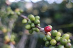 雲南小粒咖啡 Bourbon 波邦AA級 生豆