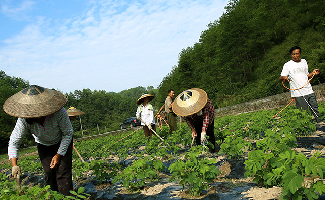 雲南推廣種植咖啡 經濟效益可觀