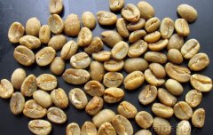  印尼 蘇拉維西 卡羅西 Sulawesi Celebes Kalossi green bean