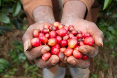 阿拉比卡和羅布斯塔的區別 Arabica and Robusta Coffee Beans