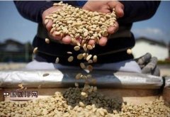 阿拉比卡與羅布斯塔的不同 咖啡豆基礎常識