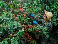 雲南小粒咖啡的品質如何？ 雲南咖啡 種植 加工製作烘焙 單品咖啡