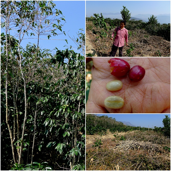 中國雲南咖啡 雲南咖啡品種 鐵畢卡和波邦 雲南咖啡的種植歷史