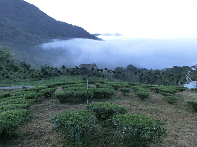 咖啡莊園 雲南咖啡莊園 雲南咖啡莊園之旅 雲南咖啡