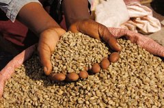 優質精品咖啡豆介紹——危地馬拉咖啡豆 危地馬拉咖啡特點 危地馬
