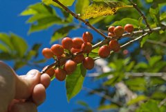 夏威夷科納優質精品咖啡介紹 夏威夷科納精品咖啡口感特點 夏威夷