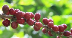 危地馬拉優質精品咖啡豆風味口感特點基本信息介紹