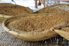 肯尼亞精品咖啡豆介紹 肯尼亞咖啡風味特色 肯尼亞咖啡口感 肯尼