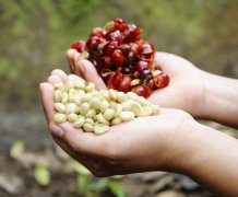 咖啡豆解剖的結構圖 咖啡豆從內到外的結構 咖啡果實 咖啡果肉 銀