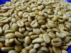 怎樣的生豆纔是優質的生豆呢？如何挑選咖啡生豆？哥斯達黎加精生