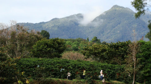 爲什麼選擇莊園咖啡豆？走訪巴拿馬產區及莊園希望莊園有機波奎特