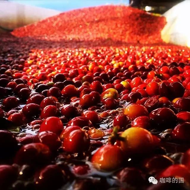 什麼是咖啡豆的半水洗&半日曬咖啡豆的幹處全日曬法溼處理水洗法