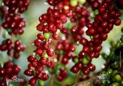 席捲世界的巴拿馬翡翠莊園--埃斯美拉達莊園 瑰夏咖啡