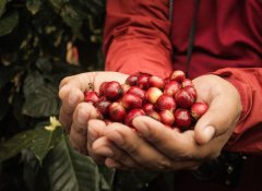 薩爾瓦多喜馬拉雅莊園半日曬紅波旁 精品咖啡豆