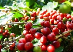 厄瓜多爾精品咖啡  可能是世界上海拔最高的阿拉伯咖啡種植國