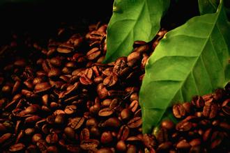 精品咖啡牙買加藍山咖啡起源牙買加藍山咖啡做法